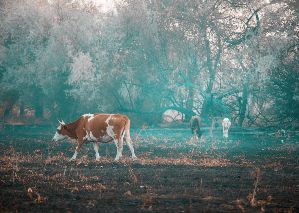Fire Protection for Wildland